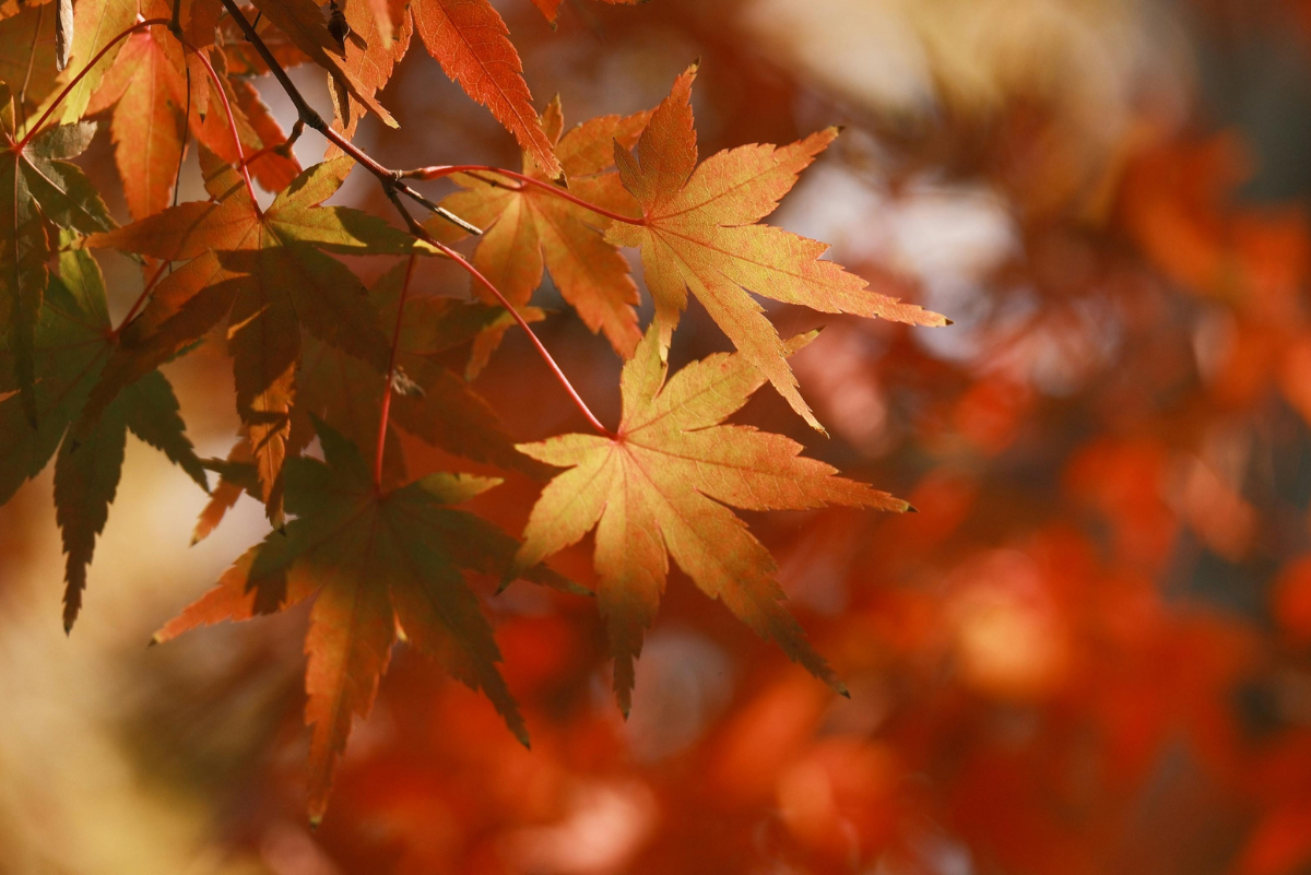 Green leaves turning orange on a tree branch