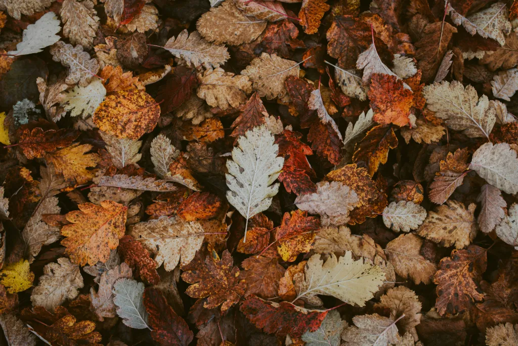 It’s Fall in Central Indiana — Is Your Plumbing Ready?
