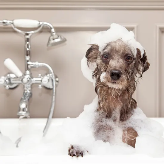 Plumbing Problems with Pets?