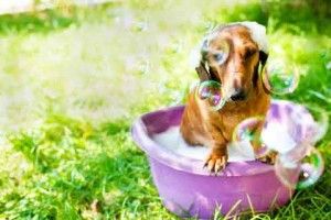 bathing-a-dog-outdoors_480