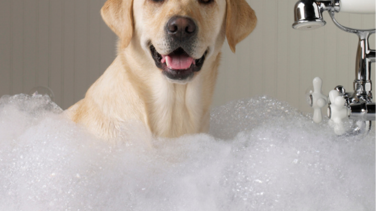 Tub drain suddenly clogged (95%) between dog bath (hair collected