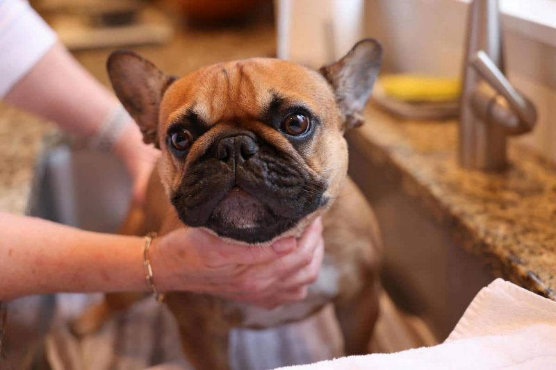 pet plumbing problems