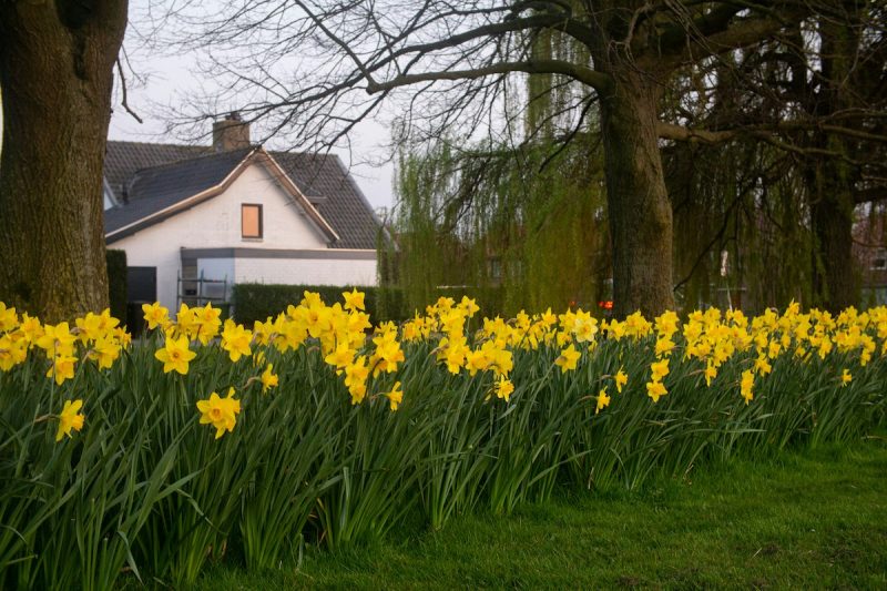 Prepping Your House for Spring