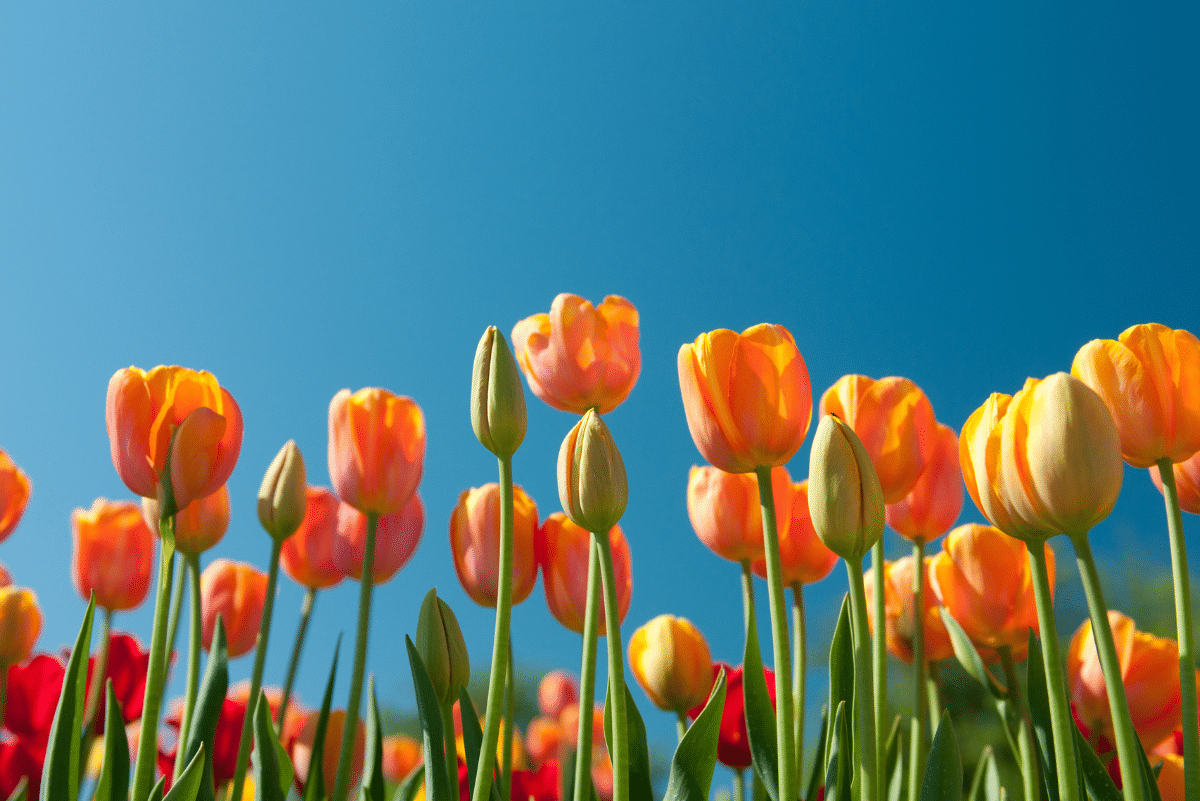 tulip flowers and blue sky