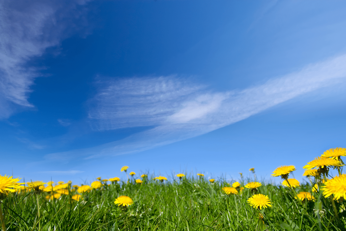 field of yellow flowers